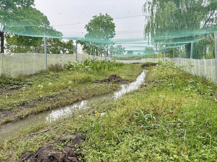 栖息地打造了多种生境，图为旱作农田生境。澎湃新闻记者 陈悦 图