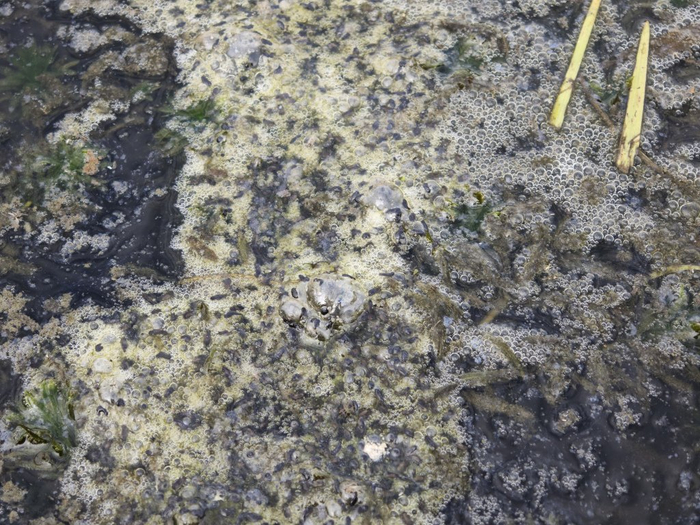 6月初，虎纹蛙产下的卵。谢汉宾 图