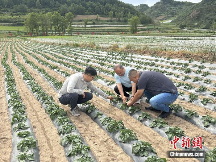 两代马铃薯研究员深耕田间地头。李润泽 摄