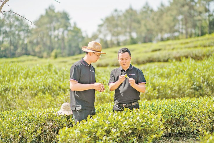 王剑锋在茶园指导儿子王智缘（左）按标准采茶。（图片由受访者提供）