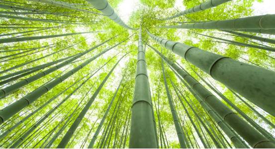 上犹县竹资源丰富，毛竹总蓄积量达4300余万根。吴祖林摄
