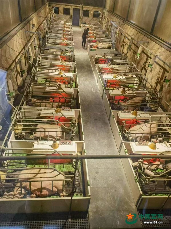 金华两头乌住的猪舍。