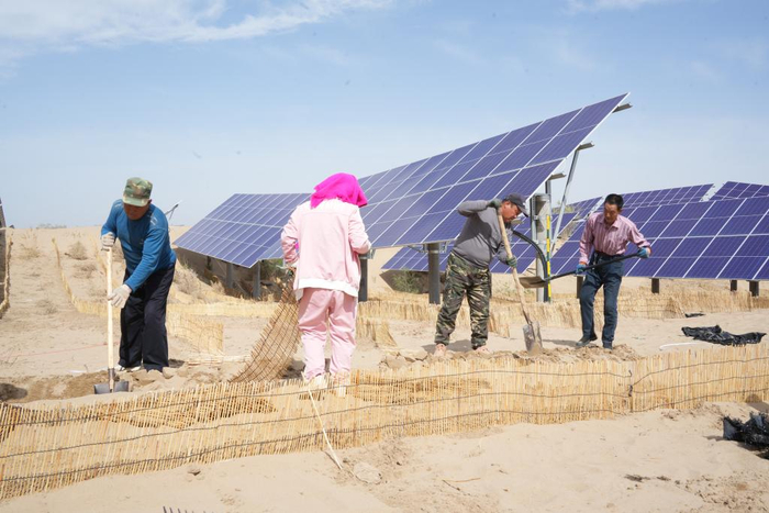 巴彦淖尔市临河区农民在防沙治沙项目区铺设沙障。新华社发（田志强 摄）