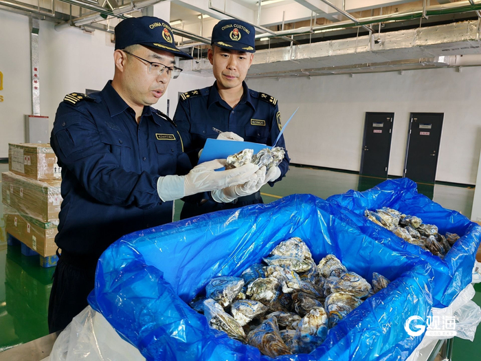 海关关员对一批空运出口的活海蛎子实施查验 李子雄 摄