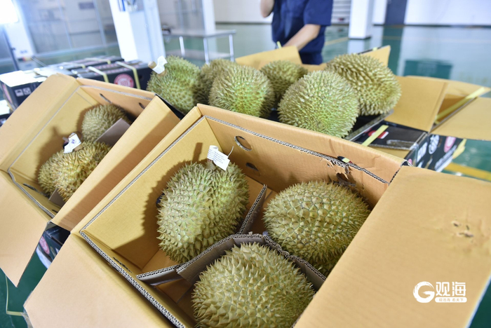 泰国树熟榴莲落地青岛