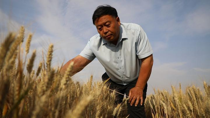 河南省滑县种粮大户、焕永种植农民专业合作社理事长杜焕永在查看小麦长势。新华社记者 姜亮 摄