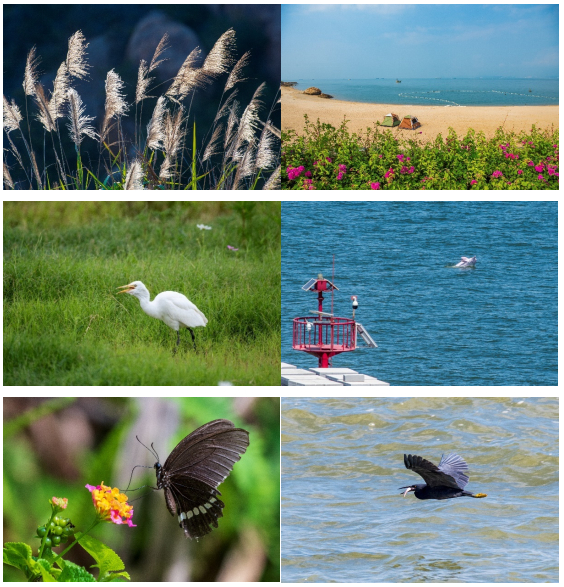 ▲三角岛生态动植物多样性