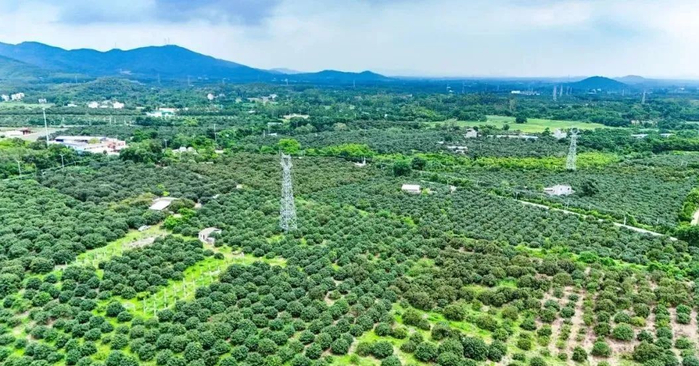 阳西荔枝标准化种植基地