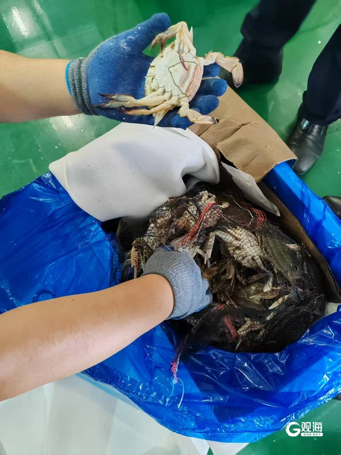 从韩国飞来的螃蟹