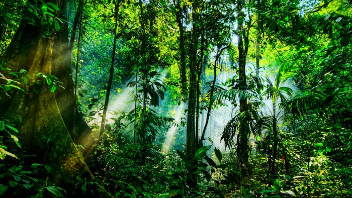 TCL 85T7L Pro放映4K视频屏摄