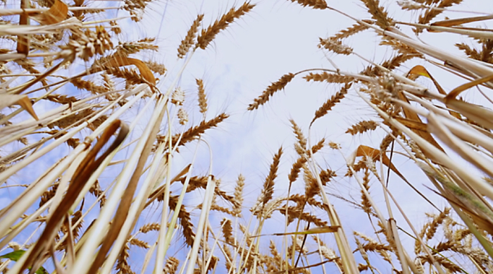 这是仁寿县现代农业产业园区的小麦。新华社记者 杨华 摄