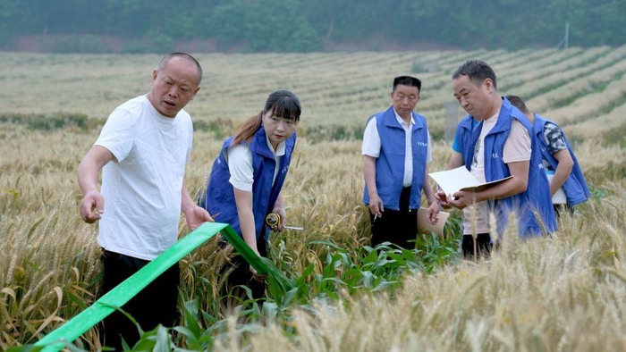 四川省仁寿县种粮大户王紫彬（左一）在田间作业。新华社记者 杨华 摄