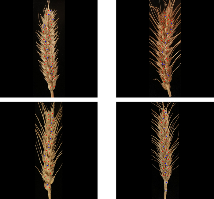            图4 小麦籽粒数的智能识别