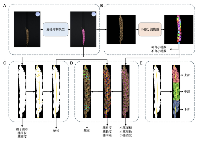                 图3 小麦穗型的智能识别