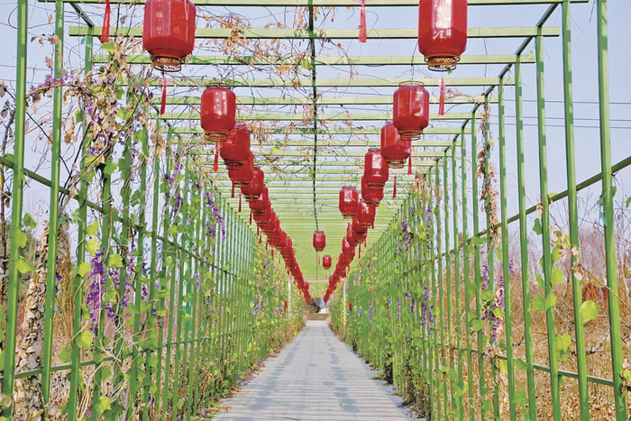 关营村美丽乡村建设成效显著。 庆阳融媒记者 乔洁 摄