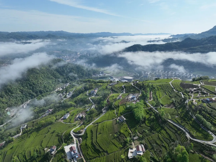 五峰青岗岭茶园。周磊 摄
