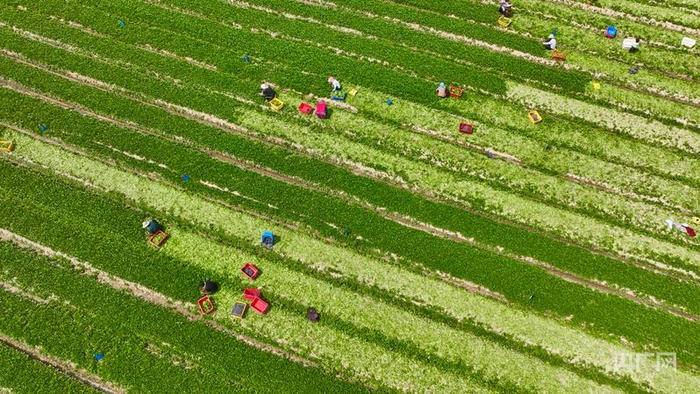 工人们正忙着采摘菜心、叶菜（央广网发 甘州区委宣传部供图）