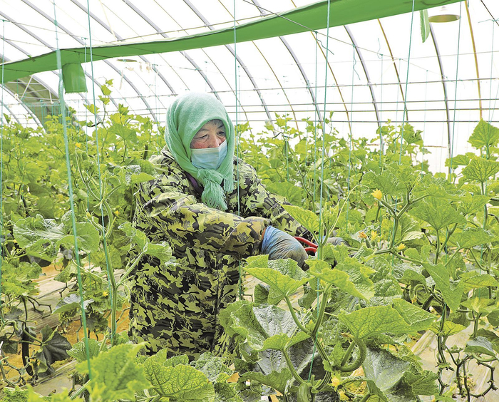 务工人员在关营村现代农业产业园管护蔬菜。 庆阳融媒记者 郭海霞 摄