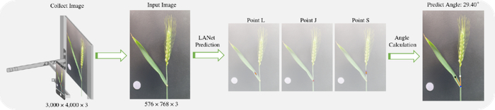           图6 小麦叶夹角的智能测量