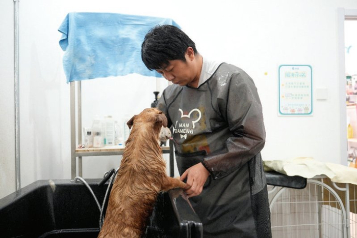 图为受访者鲁海龙正在为宠物进行清洁。桂岩鹏 摄