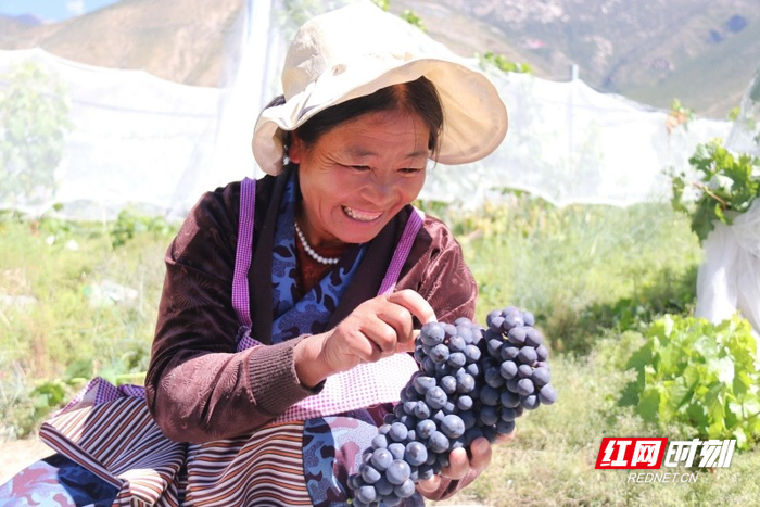 当地村民在采摘葡萄。供图/山南市委宣传部
