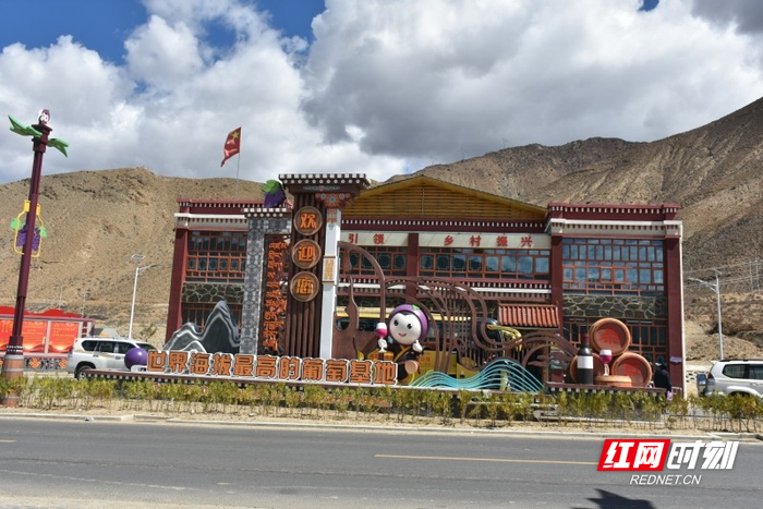 帕竹葡萄小镇被誉为“世界海拔最高的葡萄基地”。摄影/符洹雨