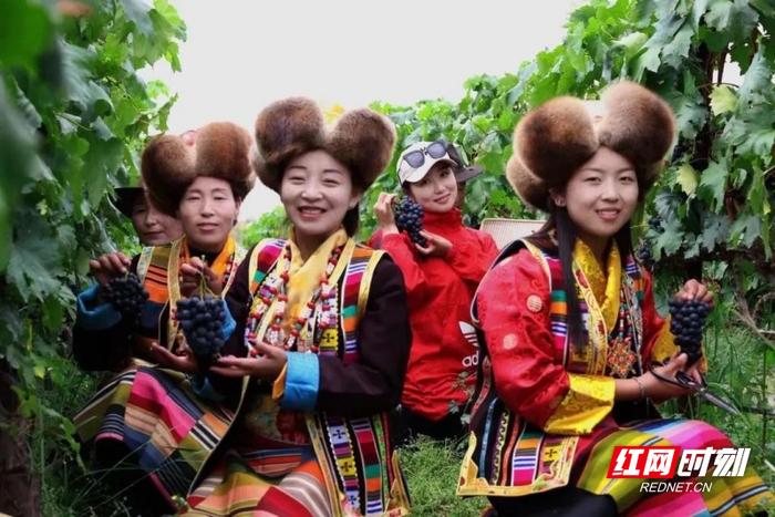 游客们在帕竹葡萄小镇身着藏族服饰体验葡萄采摘。供图/山南市委宣传部