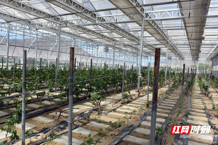 葡萄种植大棚内景。摄影/符洹雨