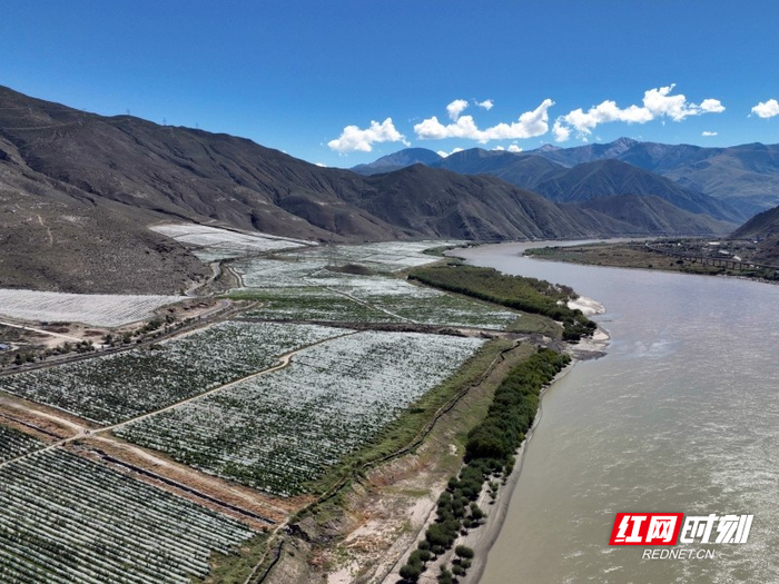 鸟瞰桑日县高海拔葡萄种植基地。供图/山南市委宣传部