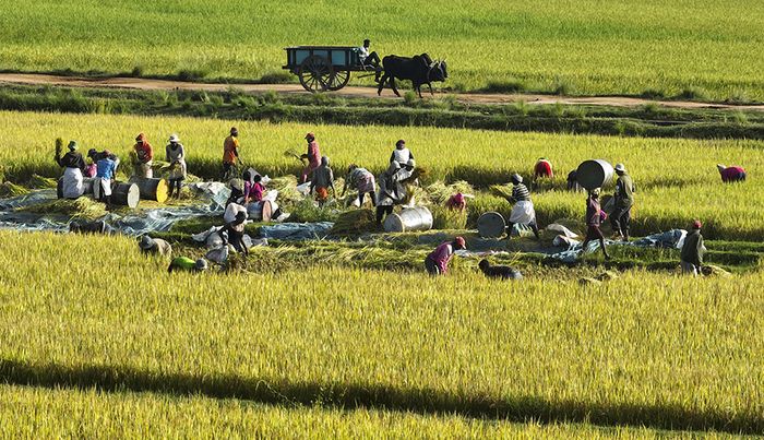 ▲2023年6月，马达加斯加农民在收割杂交水稻。（图源：湖南省人民政府网站）