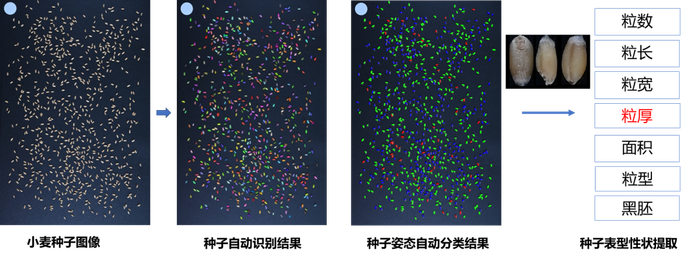       图2 基于2D图像的种子表型测量