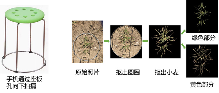              图7 小麦冻害的智能评估