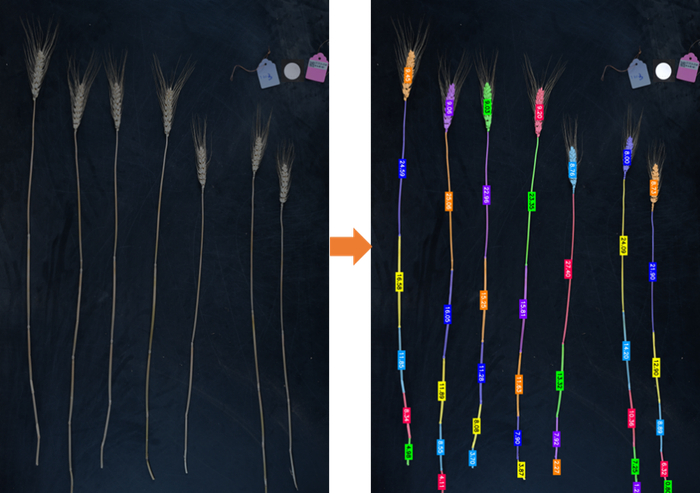           图5 小麦茎秆表型的智能识别