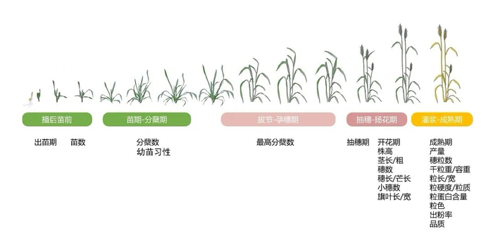            图1 小麦表型调查的项目