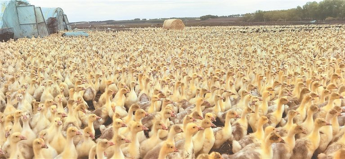     甘南县大鹅养殖场。