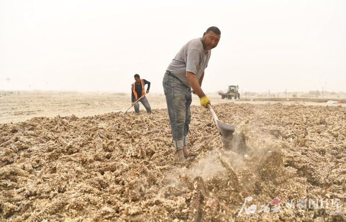 　　6月13日，沙雅县盖孜库木乡建设防沙治沙综合示范区，工人在晾晒肉苁蓉种子。
