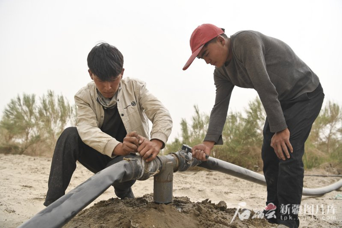 　　6月13日，沙雅县盖孜库木乡建设防沙治沙综合示范区，工人在用滴灌带给梭梭输水。