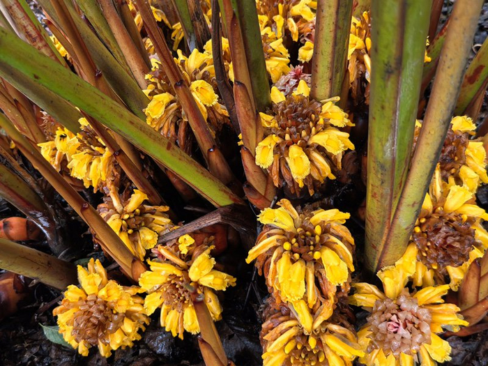 草果种植地（6月11日摄）。