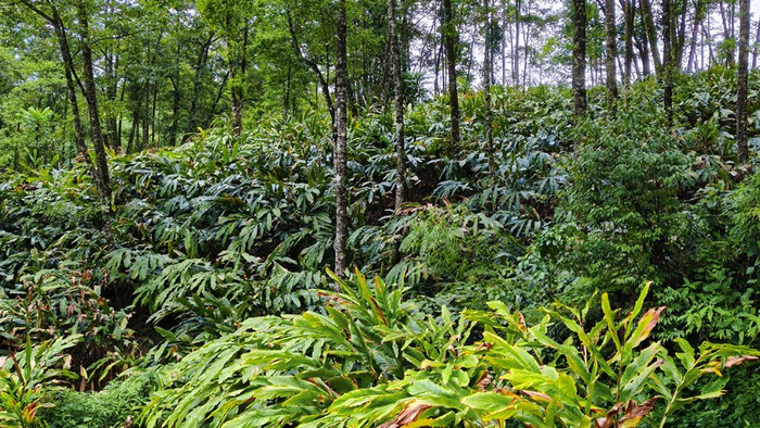 草果花（6月11日摄）。
