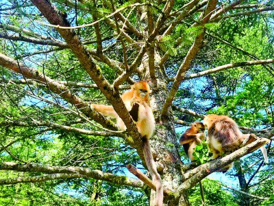     湖北省神农架林区大龙潭，金丝猴在树上休息。本报记者王金虎摄/光明图片