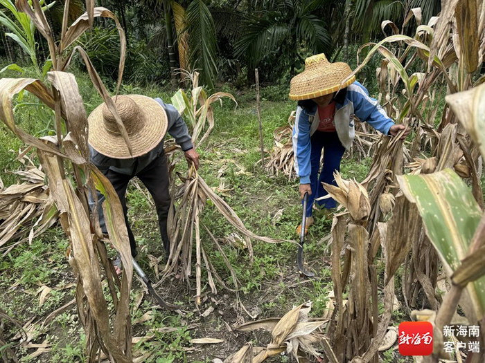 吉世良夫妇正在地里干农活。记者 郑光平 摄