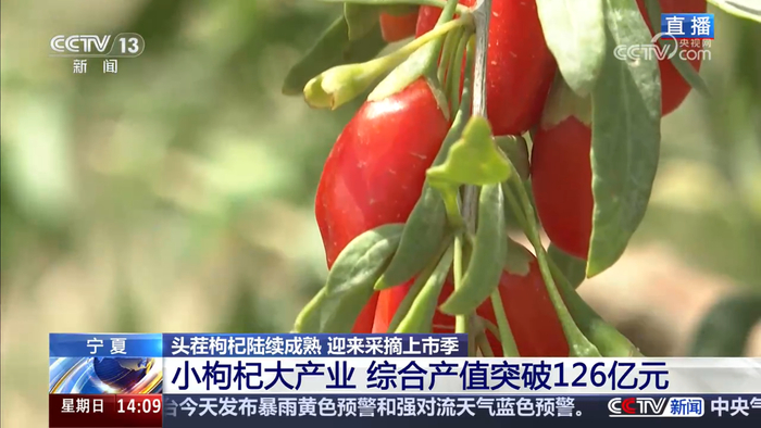 小枸杞大产业 综合产值突破126亿元