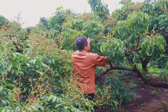 图为平南县颖绿龙眼种植专业合作社工人在疏剪多余花穗。 钟健 摄