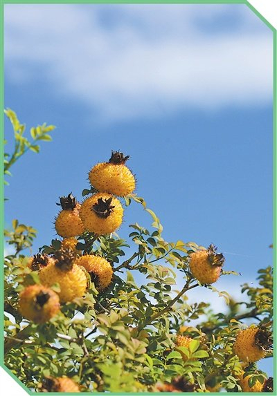 龙里县种植户种植的刺梨。龙里县委宣传部供图