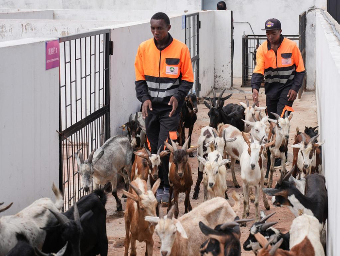 3月27日，在马达加斯加阿那拉芒加区，中马牧业（马达加斯加）有限公司的工作人员将羊群集中至称重区。新华社记者 李亚辉 摄