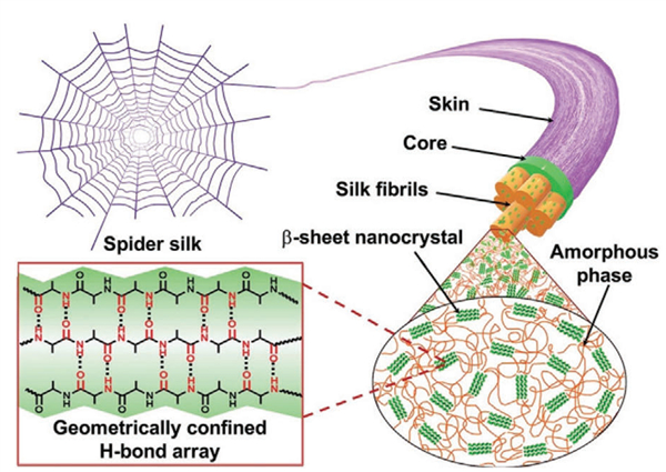蜘蛛丝的组成结构（图片来源：参考文献4）
