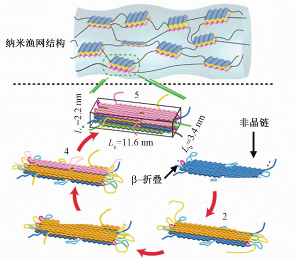 蜘蛛丝纤维的纳米渔网结构（图片来源：参考文献4）
