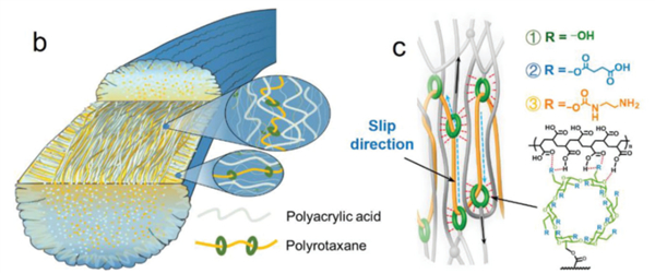 仿蜘蛛丝的人工纤维，聚合物作网，绿色的环状超分子作结点，可以很好地提高纤维的强度（图片来源：参考文献6）