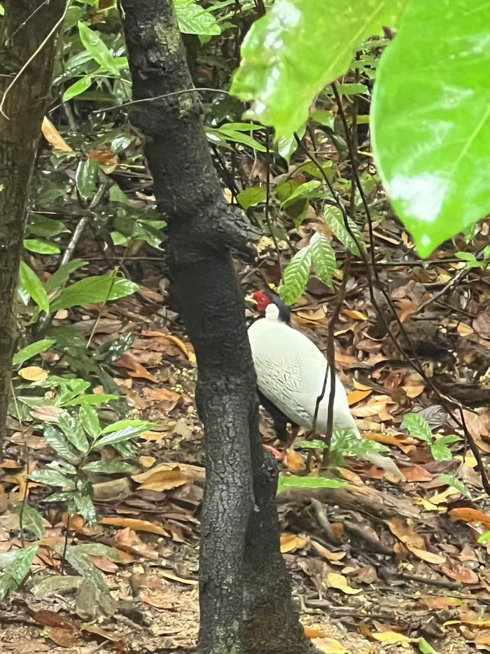 （鼎湖山中“省鸟”白鹇；摄：吴佳霖）