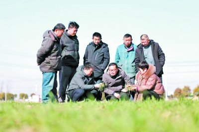     首席专家工作室组织专家指导油菜冻害灾后恢复生产。合肥市农业农村局供图